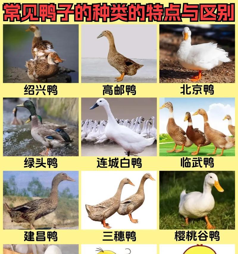 养小鸭子的技巧（打造健康可爱的小鸭子生活）