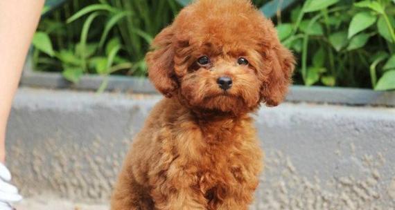 泰迪犬的标准体重及健康管理（掌握泰迪犬的标准体重，让爱宠更健康）