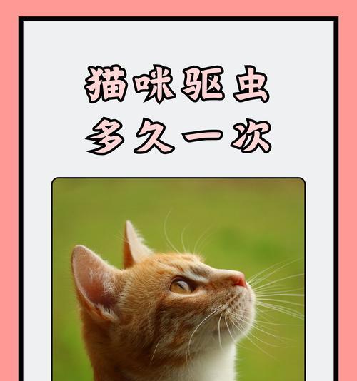 猫咪的饮食需求（合适的喂养频率和重要性）