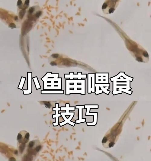 孔雀鱼生完多久开始喂食？（合理的喂食时机对孔雀鱼的健康至关重要）