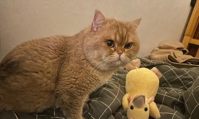 猫咪怀孕需要多长时间？（揭秘猫咪的孕育周期及相关知识）