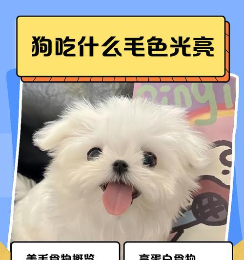 营养丰富的饲料，帮助狗狗拥有亮丽毛发（以蛋白质为主要成分的饲料，让狗狗毛发更加美丽）