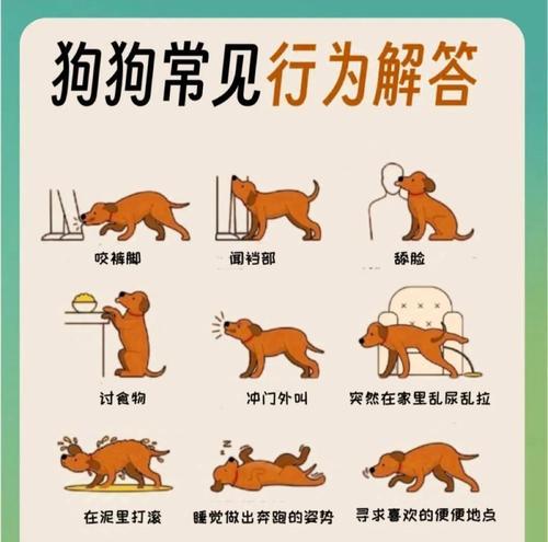 狗狗成长过程中咬东西的时间节点（从幼犬咬咬咬到不再咬——了解狗狗咬东西的阶段及关键时刻）