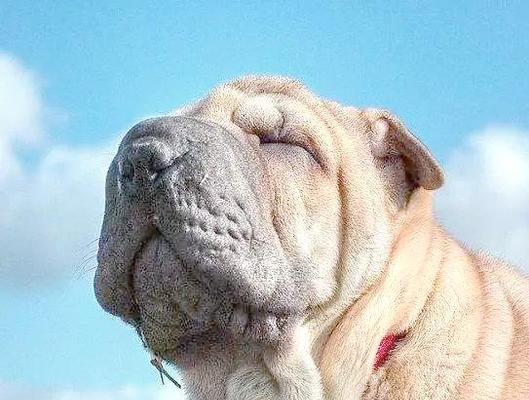 以斗犬为主题的犬种概述（从力量与勇气到友善与忠诚——探索斗犬品种的多样性与特点）