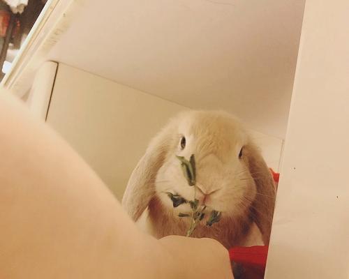 如何做好养宠物家庭的消毒工作（健康是给宠物与家人最好的爱，从消毒开始）