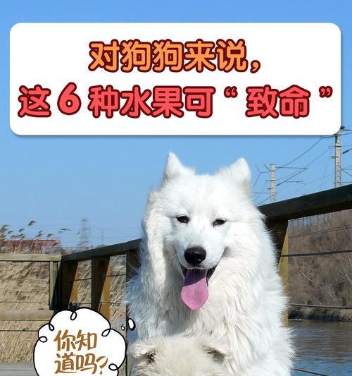 狗狗不宜食用过多的水果（以盘点以下水果不建议狗狗吃太多！）