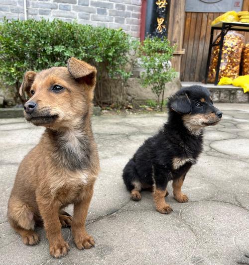 狗的成长周期——从小狗到成年犬的时长（揭秘狗的成长速度及关键发育阶段）