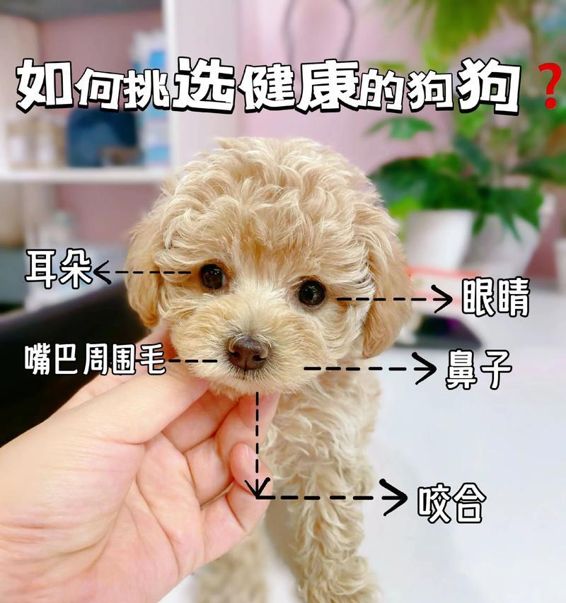 现在适合养哪些宠物狗？（了解当前适合养的宠物狗品种，选择合适的伴侣）