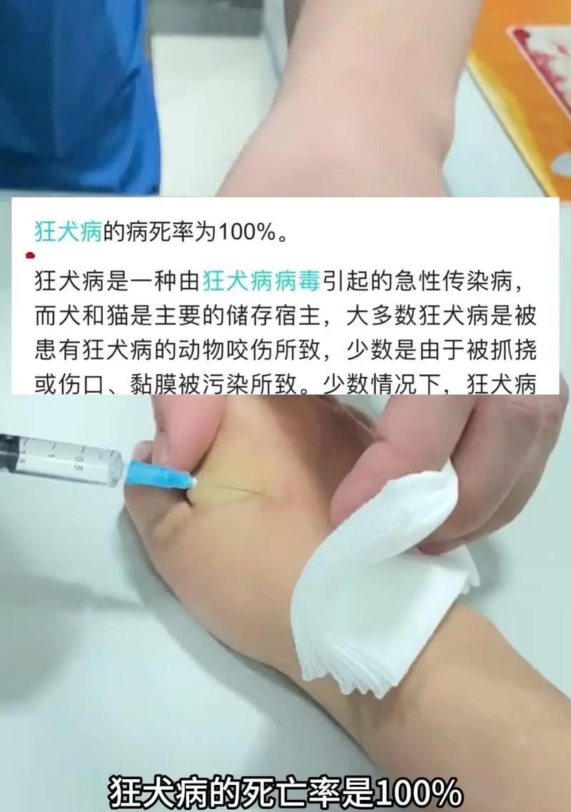 猫的病毒寿命（探寻猫病毒存活时间的关键因素及预防措施）