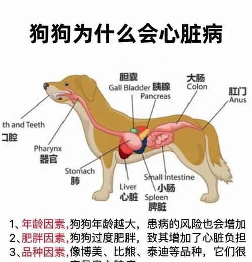 泰迪心脏病（泰迪心脏病患者的生存期与护理关键）