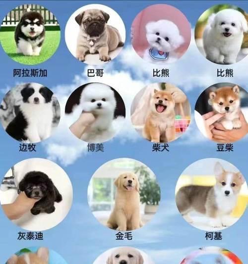 揭秘阿拉斯加的价格之谜（1500-2000元足以买到心仪的阿拉斯加？）