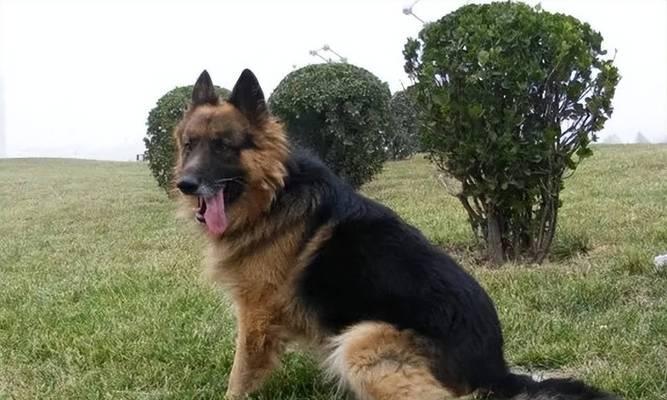 美国名犬（探索美国名犬的历史渊源和独特魅力）
