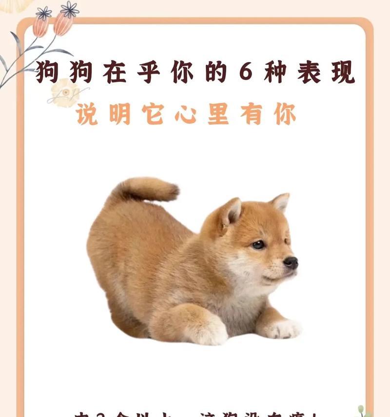 揭秘狗狗深度睡眠的迹象与意义（通过观察这几个表现，了解狗狗是否进入深度睡眠）