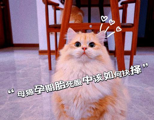 母猫难产的症状与处理方法（了解母猫难产的表现，保证健康分娩）