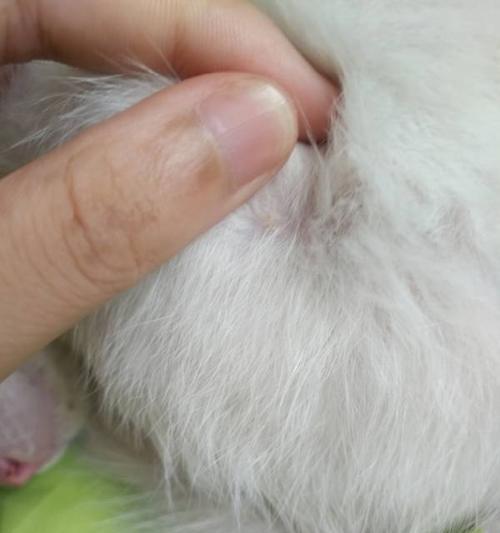 猫咪身上的常见寄生虫及防治方法（了解猫咪身上的寄生虫，保护宠物和家庭安全）