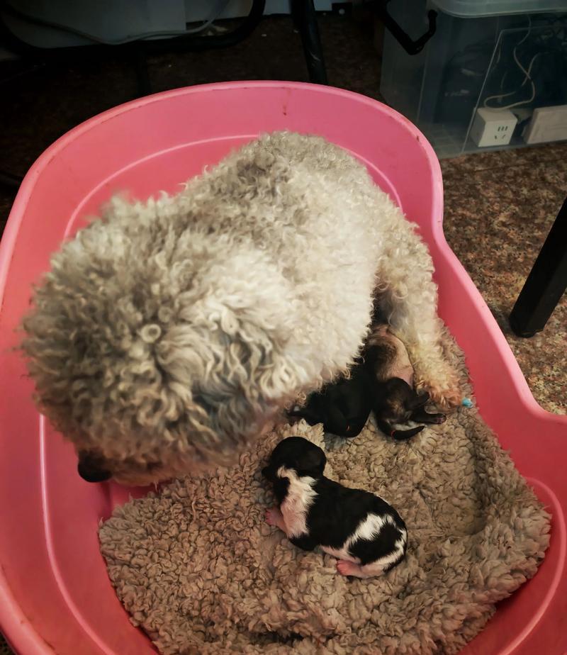泰迪犬断尾的必要性与好处（探讨泰迪犬断尾的六大好处，了解其实际需要）