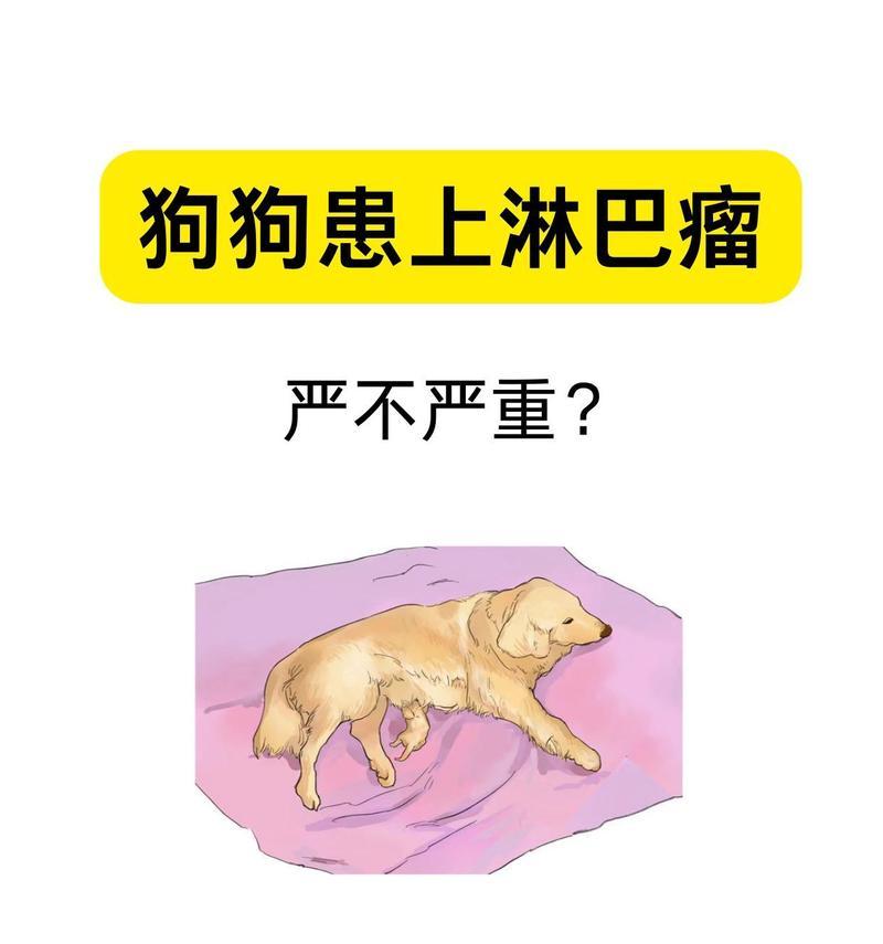 狗狗淋巴炎的症状及预防措施（了解淋巴炎，保护你的爱犬健康）