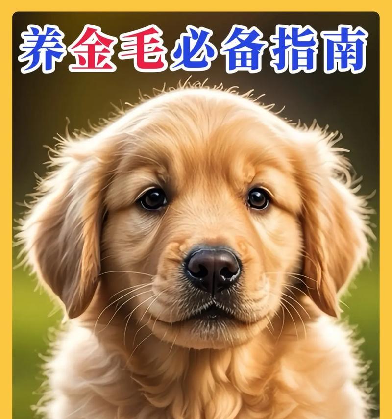小金毛养育之道（了解小金毛的成熟周期，享受陪伴的快乐）