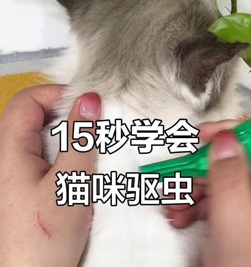 猫咪体外驱虫后多久可以洗澡？（了解正确时间，让爱宠远离危险）