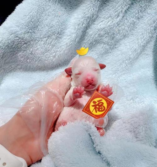 泰迪孢子菌感染的康复时长及关键因素（揭秘泰迪孢子菌感染康复周期，了解影响康复的重要因素）