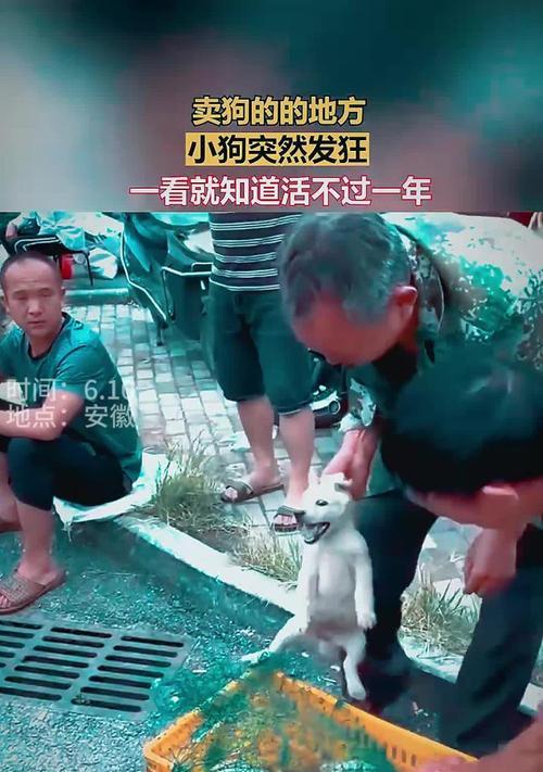 焦作市的狗狗天地（探寻焦作市内的狗狗市场及相关服务）