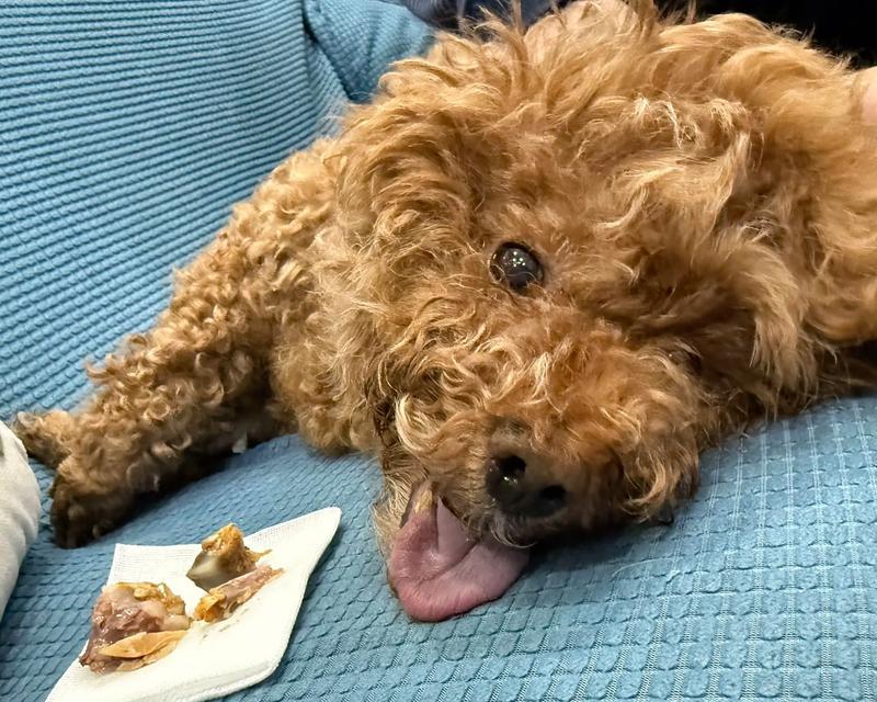狗的食道炎——症状与治疗措施（了解狗的食道炎症状，保护我们的忠诚伙伴健康）