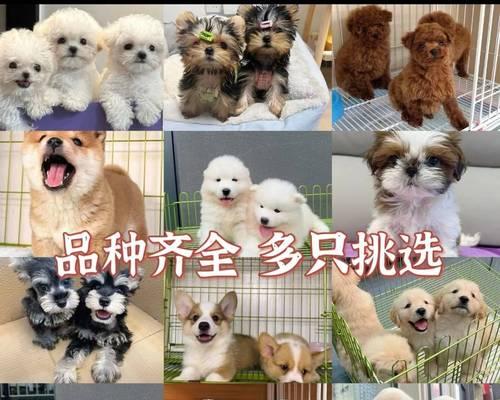 比熊狗的寿命究竟有多长？（探索比熊狗的寿命及如何延长它们的生命）