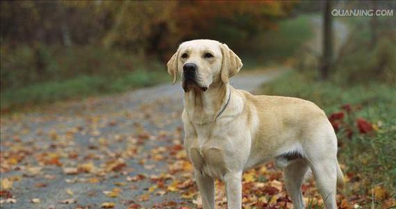 常见的大型犬品种及特点（探索不同品种大型犬的外貌、性格和适应环境）