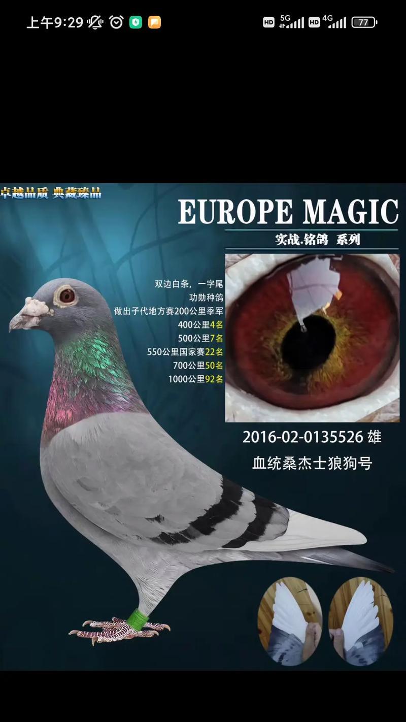 如何鉴别优质信鸽种鸽选择技巧（挑选优质信鸽的方法及关键要点）