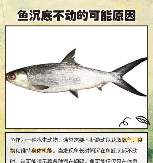揭秘观赏鱼为何突然停食（为什么观赏鱼不吃东西了？探究停食的原因和解决方法）
