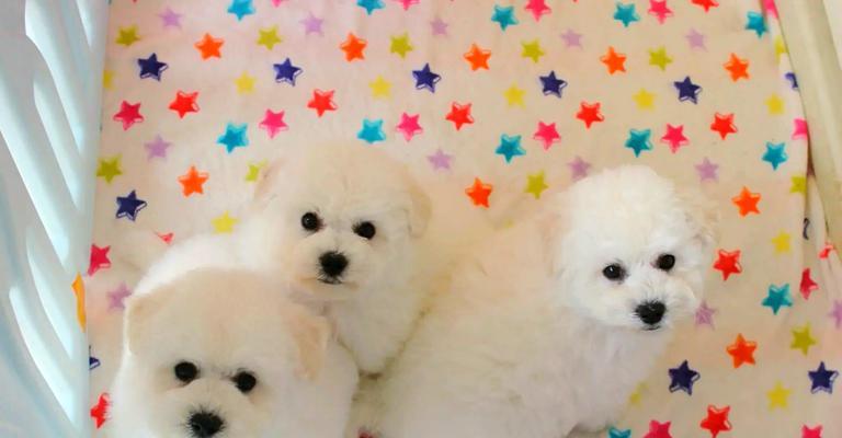 养比熊犬需要多久才能亲？（探讨比熊犬与主人建立亲密关系的时间和方法）
