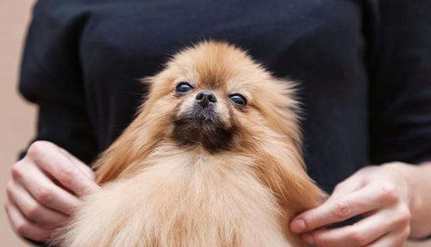 博美犬的正常体重及其健康威胁（了解博美犬的体重范围和保持健康的重要性）