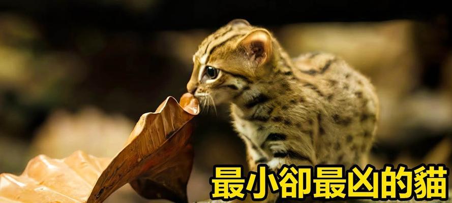 探秘猫咪驯化之谜（人类与猫咪的亲密关系与动力）