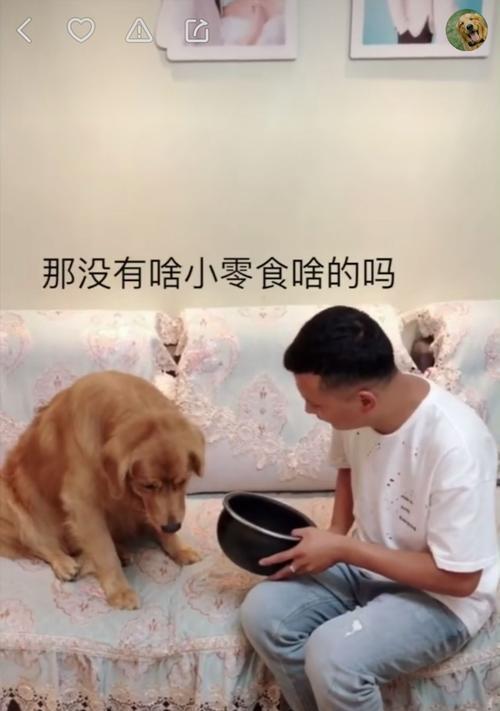 狗狗拉完粑粑多久会饿？（解析狗狗的排便与进食时间关系，了解宠物饲养的小技巧）