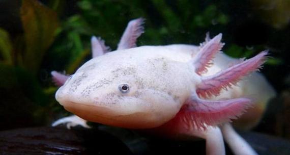 中国龙的奇迹（十多年不进食也可以存活一百多年的神奇生物，蝾螈的生存之谜解析）