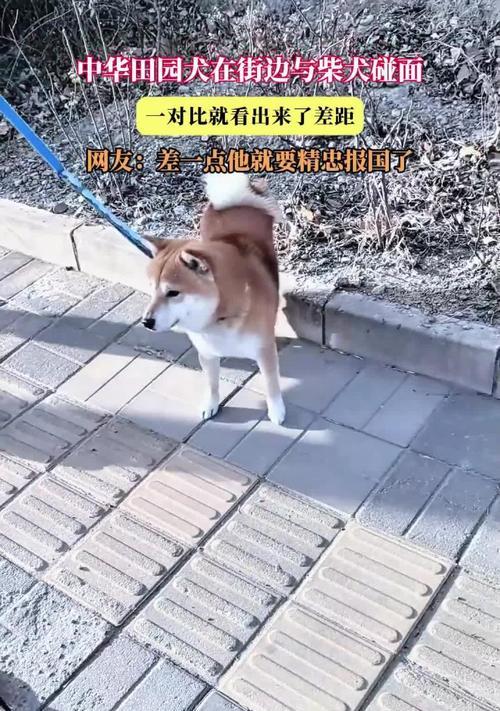 中华田园犬与日本柴犬（探究两个国家所培育的犬种间的巨大差异及其背后的文化、环境因素）