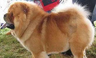 昆明犬（探索昆明犬外貌差异的原因与变异种的可能性）