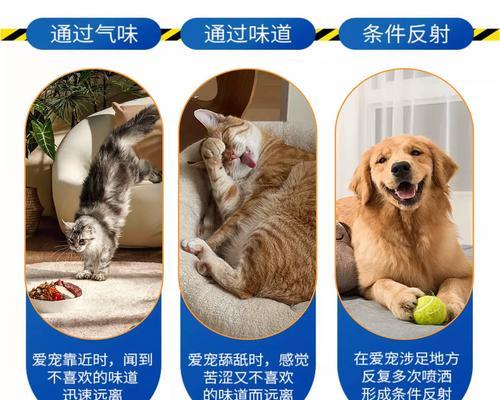 小狗的排便频率及养护指南（揭秘小狗拉大便的规律与注意事项，助您为宠物提供健康生活）