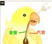 小鹦鹉人工喂养指南（关于小鹦鹉饲养的注意事项和技巧）