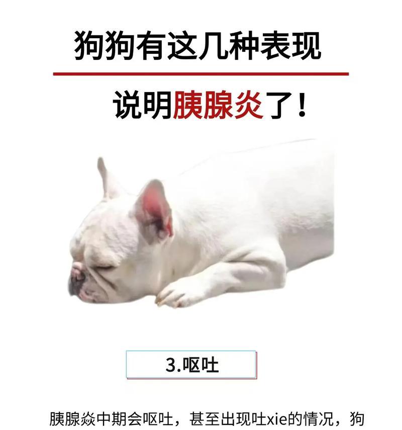 犬胰腺炎（了解犬胰腺炎的常见症状及其对犬只的影响）