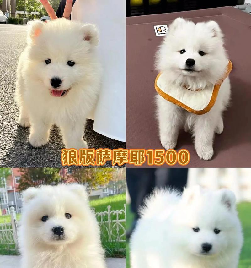 萨摩耶幼犬的成长周期与关键时期（探寻萨摩耶幼犬成长的秘密，了解关键时期的重要性）