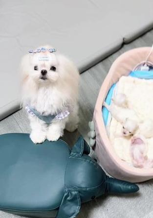 狗拆线后多久可以洗澡？（探讨狗拆线后恢复期间的洗澡时间及注意事项）