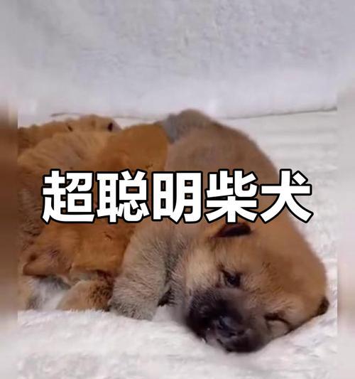 柴犬智商等同于人类几岁？（揭秘柴犬智商及天性特点）