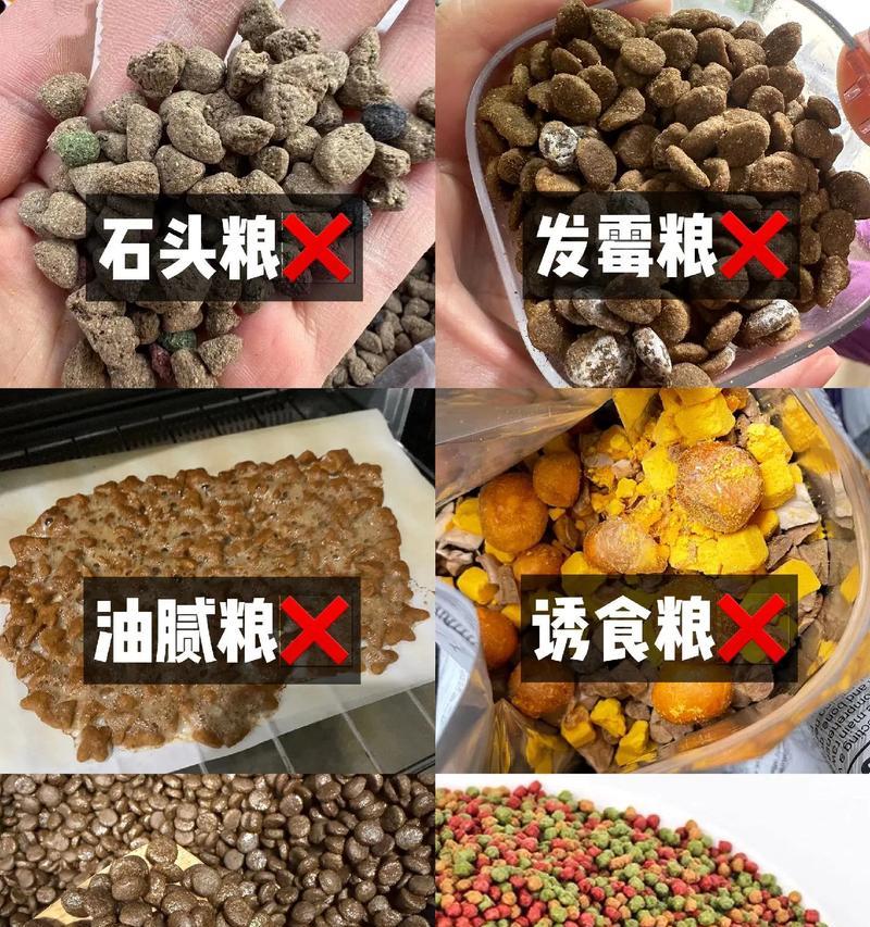 小猫何时开始吃猫粮？（探讨小猫从什么时候开始以猫粮为主食）