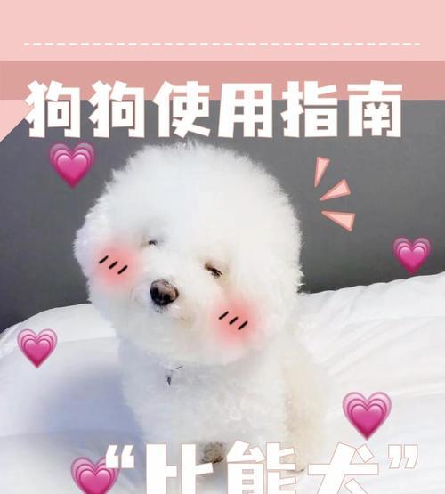 比熊犬掉毛严重的原因及解决方法（探究比熊犬掉毛严重的原因，帮助主人解决掉毛问题）