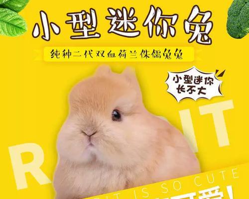 宠物兔子的饮食习惯与喂养时间（了解兔子的饮食需求，合理安排喂养时间）