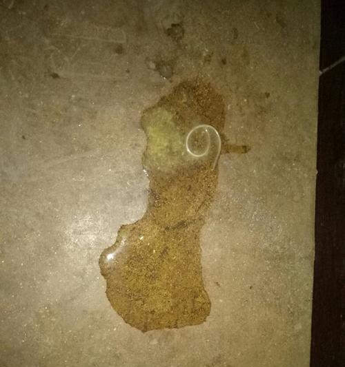 金毛犬的体外排虫频率及注意事项（宠物金毛犬体外排虫周期的推荐与建议）