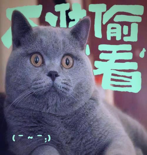 探索猫的世界——常见猫品种大揭秘（从波斯猫到暹罗猫，你知道吗？）