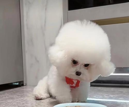 女生养狗的最佳选择（适合女性的狗狗品种及养护建议）