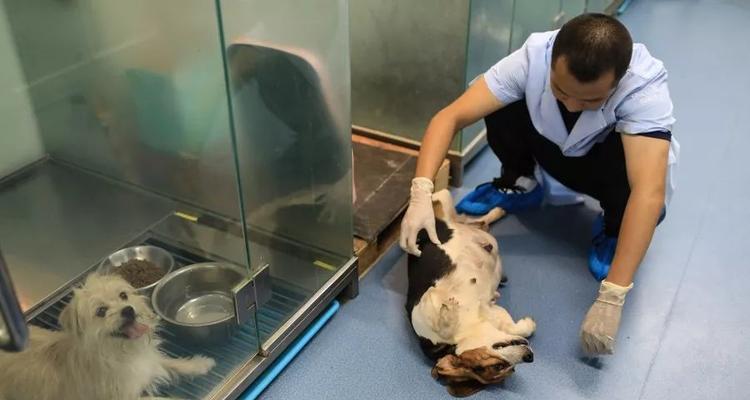 母犬卵子的存活时间有多长？（探究母犬卵子在体内的存活周期及相关影响因素）